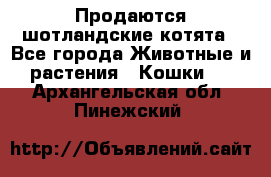 Продаются шотландские котята - Все города Животные и растения » Кошки   . Архангельская обл.,Пинежский 